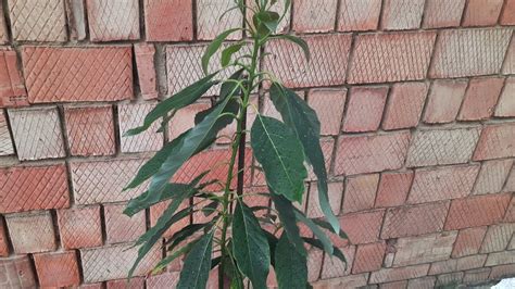 Авокадо 🥑 Як виростити авокадо. Як поливати та удобрювати авокадо. Мій ...