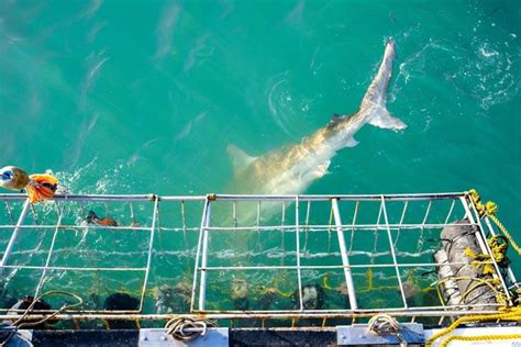 Bucket List Review Shark Cage Diving In South Africa