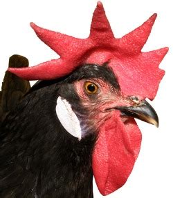 A Chicken Comb Can Indicate Possible Health Issues