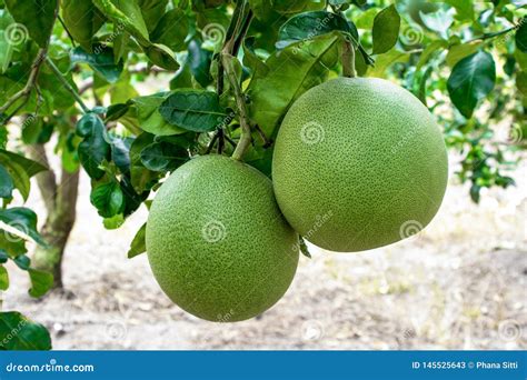 Pomelo Fruit on the Pomelo Tree in Garden. Pomelo Fruit Plant Stock ...