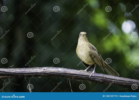 Faune Et Flore Dans Le Pays Des Oiseaux Du Costa Rica Manger Ou Posant