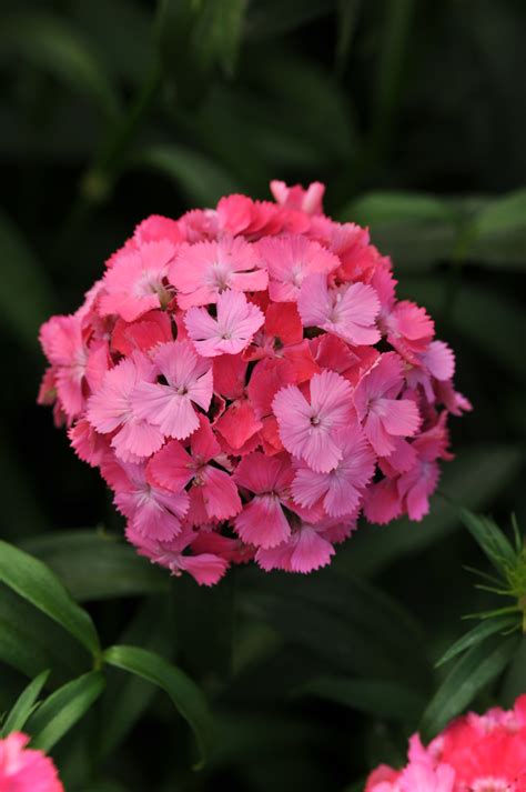 DIANTHUS Barbatus SWEET DEEP PINK MAXINE Muller Seeds