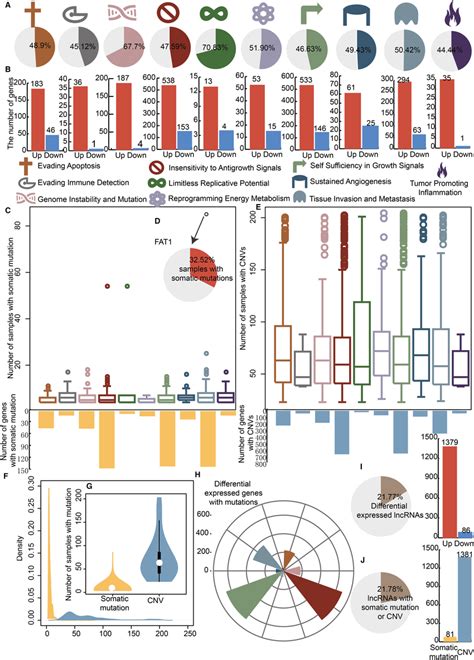 OSCCspecific Cancer Hallmarkassociated Genes And LncRNAs A The Pie