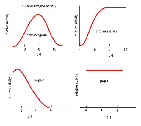 Factors Affecting The Enzyme Activity