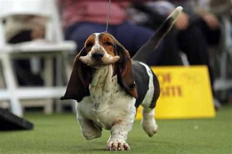 Breeds 101: Meet the Basset Hound