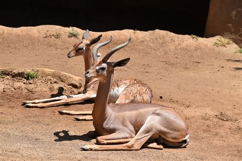 Definitive Guide To Gerenuk Facts, Habitat, Conservation Status, Zoo