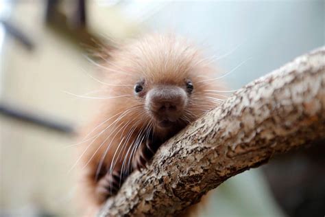 Baby porcupine at my local zoo : aww