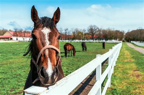 horse paddocks       theyre