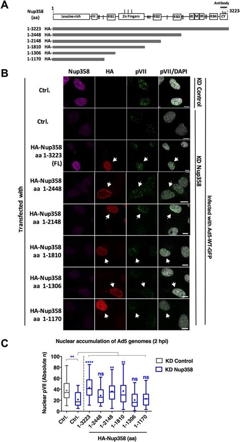 Nup And Transportin Cooperate In Adenoviral Genome Import