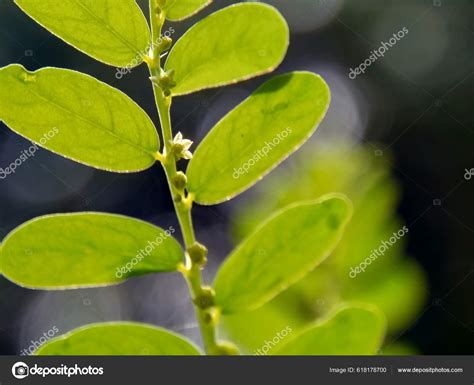 Green Phyllanthus Urinaria Leaves Meniran Chamber Bitter Gripeweed