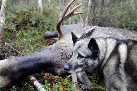 Ändra jaktlagen för bättre älgförvaltning Svensk Jakt