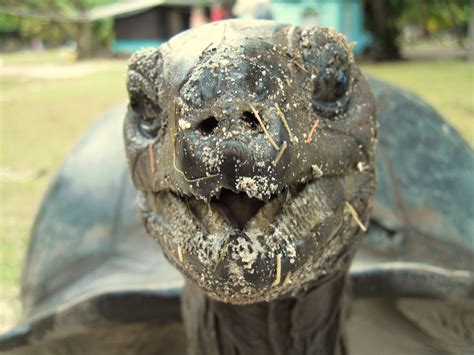 Aldabra Giant Tortoise Dipsochelys Dussumieri Seychelles Endemic