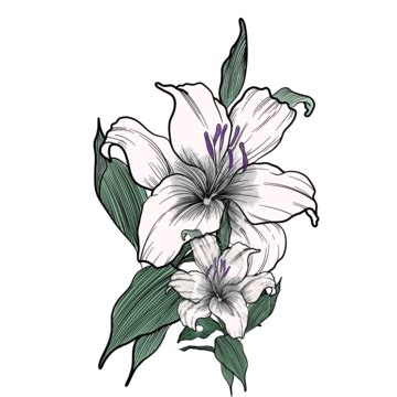 Flowerwhite PNG Transparent Images Free Download | Vector Files | Pngtree