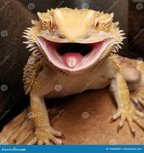 Bearded dragon stock photo. Image of bearded, animal - 155066538