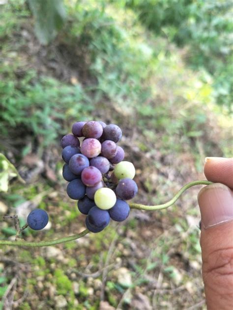 誰知道這是什麼植物的果實嗎？ 每日頭條