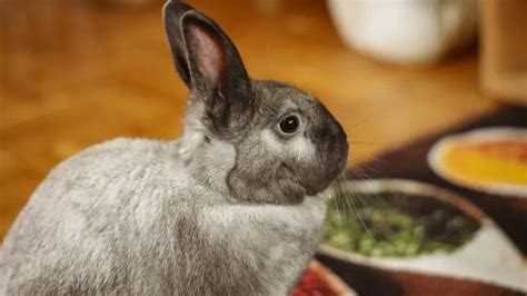 9 Food That Can Poison Rabbits Here Bunny