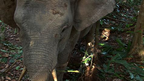 Pygmy elephant - Stock Video Clip - K003/2101 - Science Photo Library