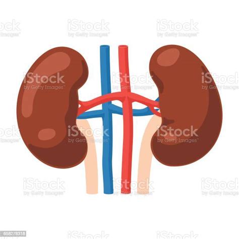 신장 해부학 아이콘 건강관리와 의술에 대한 스톡 벡터 아트 및 기타 이미지 건강관리와 의술 건강한 생활방식 과학 Istock