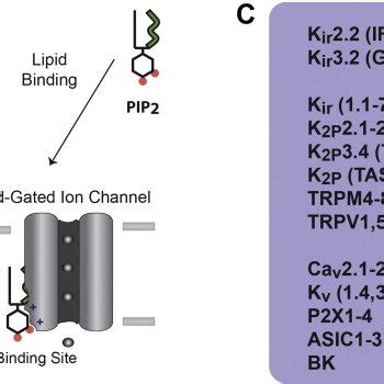 Pip Lipid Regulation Of Ion Channels A The Chemical Structure Of