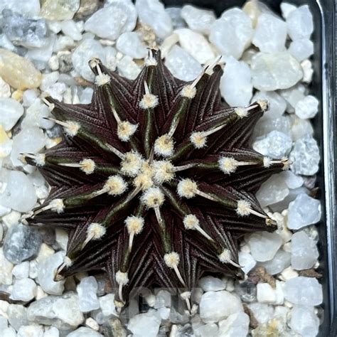 SHPR19285 Gymnocalycium friedrichii LB 2178 – Cactus-online