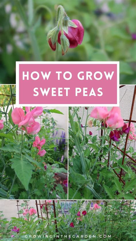 How To Grow Sweet Peas 5 Tips For Growing Sweet Peas Artofit