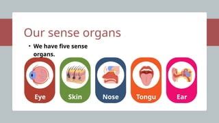 Sense organs. Eye, Ear, nose, skin and tongue | PPTX