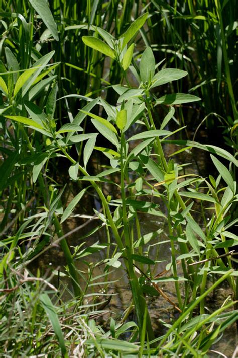 Photography Of Sphenoclea Zeylanica Sphenocleaceae