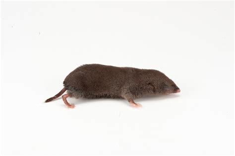 Northern Short Tailed Shrew Blarina Brevicauda Brevicauda Joel Sartore