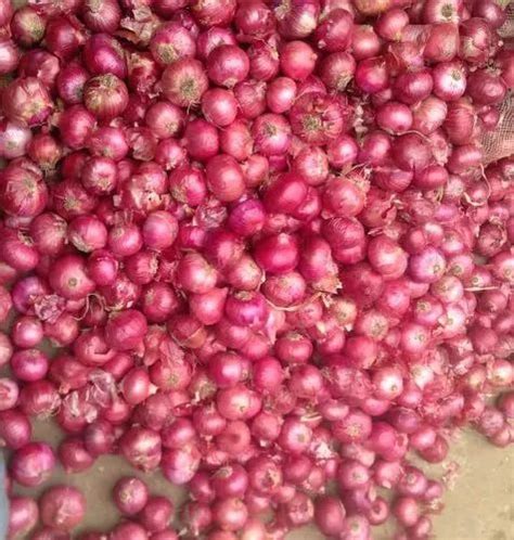 Maharashtra 1 Kg N53 Nasik Red Onion Seed At Best Price In Pune ID