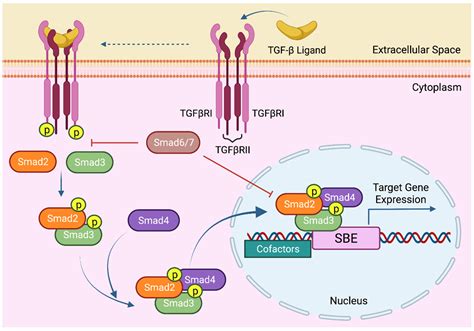 Cancers Free Full Text The Bright And The Dark Side Of Tgf