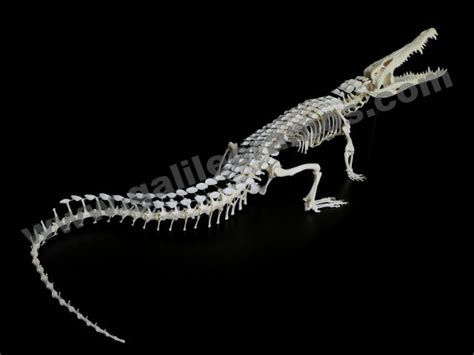 Crocodilus Niloticus Nile Crocodile Skeleton 1 Galileo Ramos Art