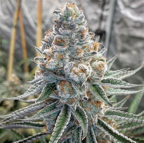 Purple Punch X Do Si Dos Strain Info Purple Punch X Do Si Dos Weed By