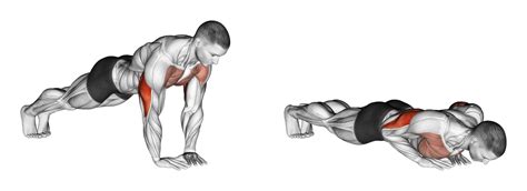 3 Best Pushup Variations For Biceps (with Pictures!) - Inspire US