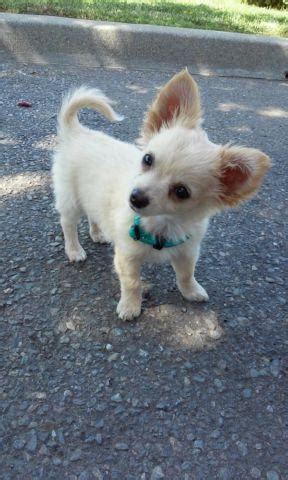 Fawn Long Haired Chihuahua Puppy for Sale in Los Banos, California ...