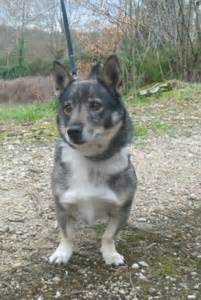 Chien Elevage Des Pins Ard Chois Eleveur De Chiens Vallhund Su Dois