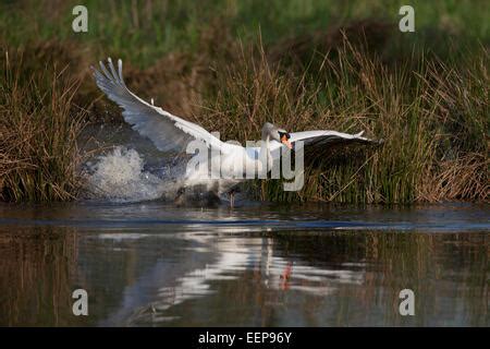 Hoeckerschwan Cygnus Olor Mute Swan Europe Europa Stock Photo Alamy