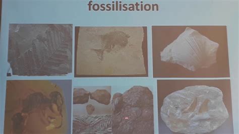 Svt 1 A Col Fossiles Fossilisation Echelle Stratigraphique Et Cycle