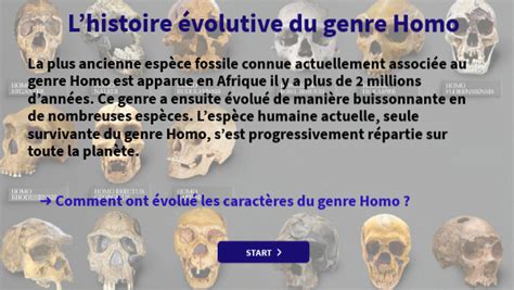 Histoire évolutive du genre Homo