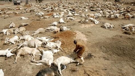 Two Million Animals Lost to Drought in Ethiopia - FAO