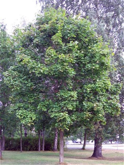 Клен (Acer), дерево клен, древесина клена