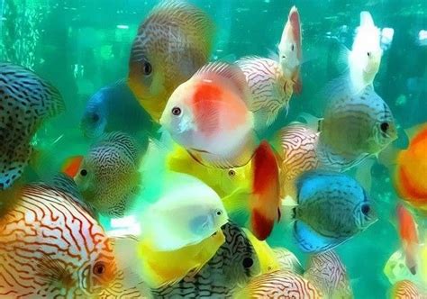 LES POISSONS DE COULEURS