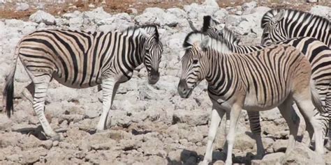 Desert Animals: 15 Iconic Animals To Spot On Safari ️