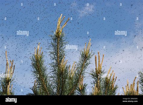 A Huge Number Of Mosquitoes Against A Cloudy Sky Above The Shoots Of