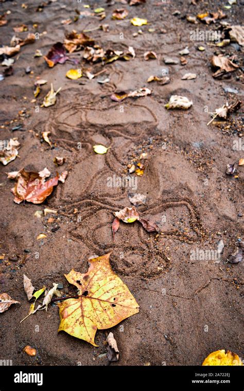 Snake tracks sand snake tracks hi-res stock photography and images - Alamy