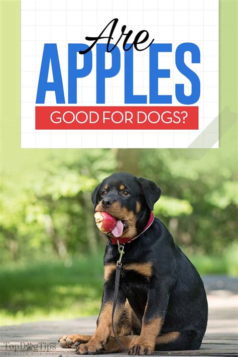 Apples for Dogs 101: Can Dogs Eat Apples?