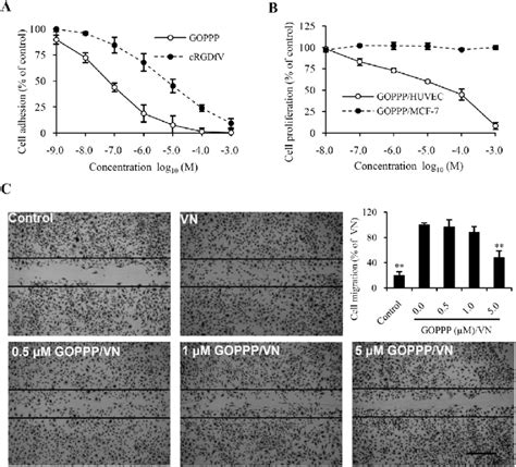 GOPPP Inhibits Adhesion Proliferation And Migration Of HUVECs A