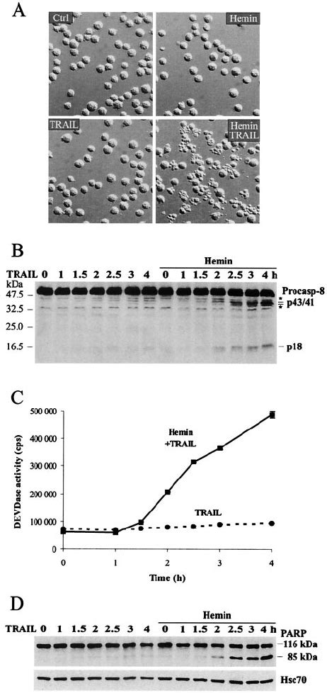 Hemin Mediated Differentiation Sensitizes K562 Cells To Trail Induced Download Scientific