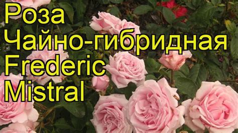 Роза чайно-гибридная Фредерик Мистраль. Краткий обзор, описание ...