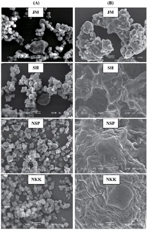 Sem Micrographs Of The Raw A And Modified B Rice Powders