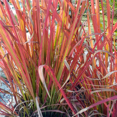 Imperata Cylindrica Red Baron Japanese Blood Grass Acquista Online